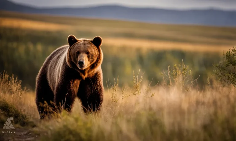 What Country Has The Most Bears?